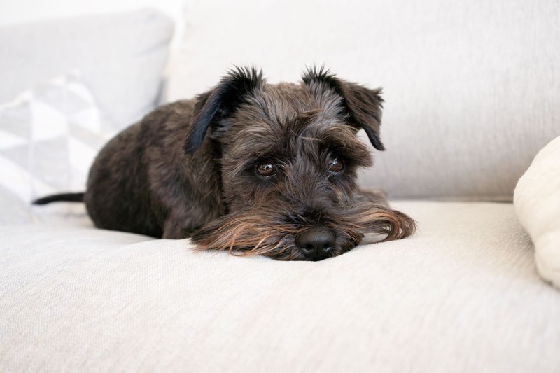 Halte Zwergschnauzer mit Spielzeug beschäftigt, während du  weg bist.