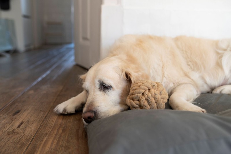 Hundetraining zahlt sich aus: Entspannte Stunden sind auch allein möglich.