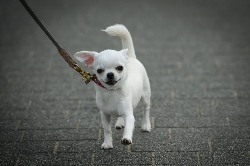 Kleine Hunde, große Anpassungsfähigkeit: Chihuahuas machen es dir leicht im Alltag