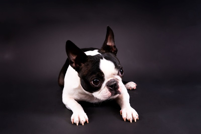 Kluge Köpfe mit Energie: Boston Terrier machen auch allein eine gute Figur.