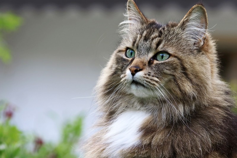 Die Norwegische Waldkatze fällt durch ihr dichtes Fell auf.