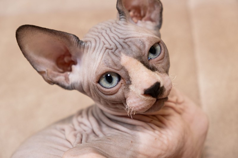 Die Sphynx gehört zu den haarlosen Katzenrassen.