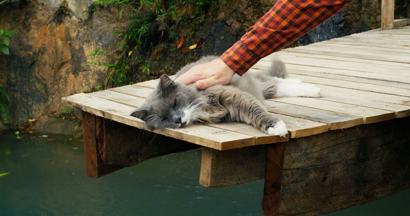 Nicht jede Katze hält sich von Wasser gerne fern.