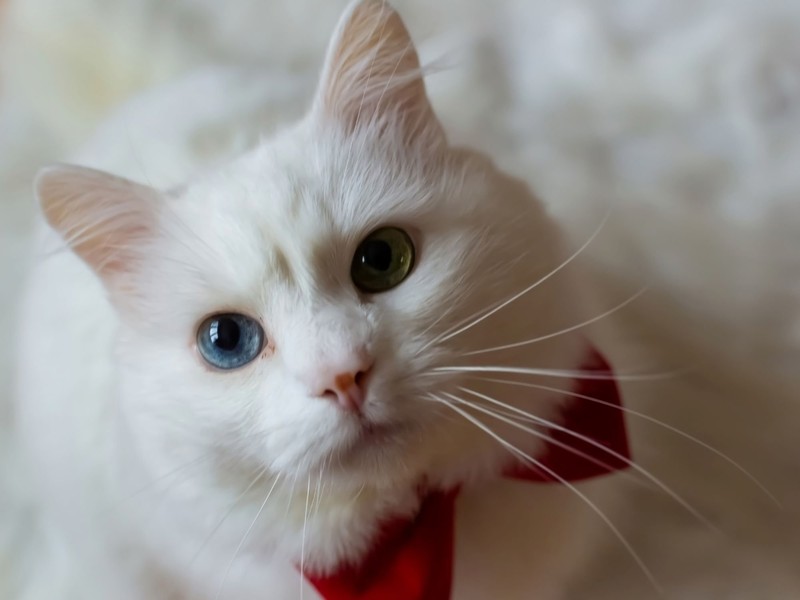 Was die Freude an Wasser angeht, ähnelt die Türkisch Angora der Türkisch Van.