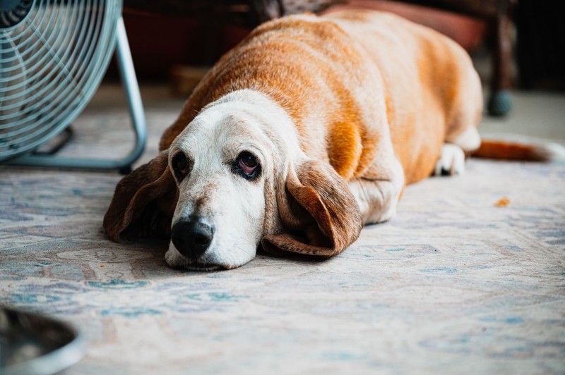 Basset Hounds bevorzugen es, entspannt auf dem Sofa zu schlafen und zu dösen.