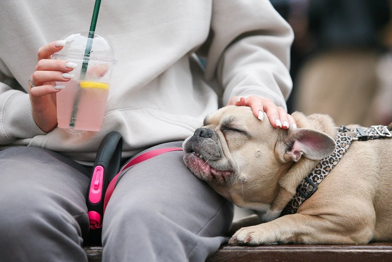 Bulldoggen sind die perfekten Kuschelpartner für entspannte Stunden mit der Familie.