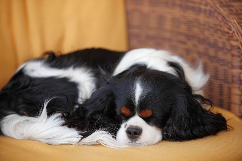 Cavaliers lieben es, nah bei ihren Menschen zu sein und sich nicht zu viel bewegen zu müssen.