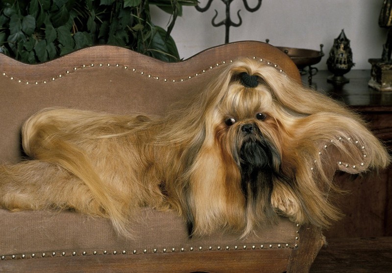 Shih Tzus sind die idealen Begleiter für kurze Spaziergänge und viel Kuscheln.