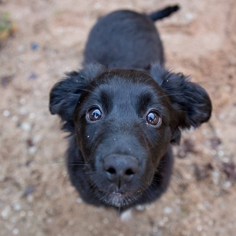 auch der Hund entscheidet, ob du ein passendes Herrchen oder Frauchen bist. Es beruht immer auf Gegenseitigkeit.