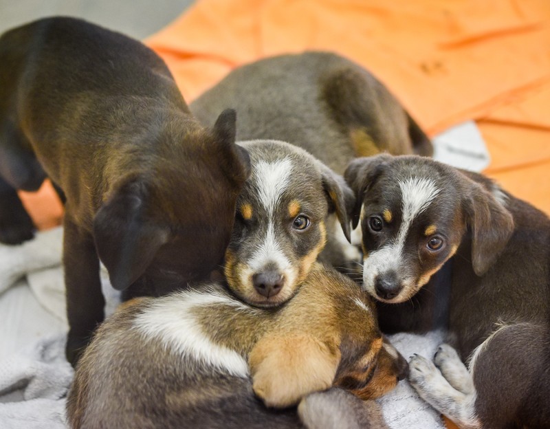 Auf Kleinanzeigen-Portalen sind oft Tiere zu finden, die aus illegalem Welpenhandel stammen.