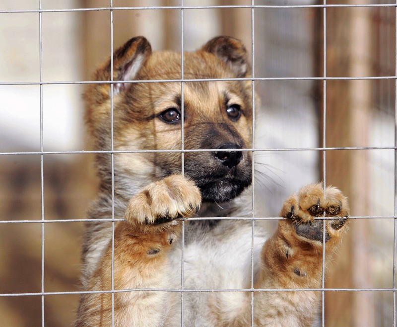 Einen Hund aus dem Tierheim zu holen, sowie von eine*r Züchter*in sollte gut überlegt sein. Der Hund soll bestenfalls ein schönes lebenslanges Zuhause finden und nicht nochmal die Familie wechseln müssen.