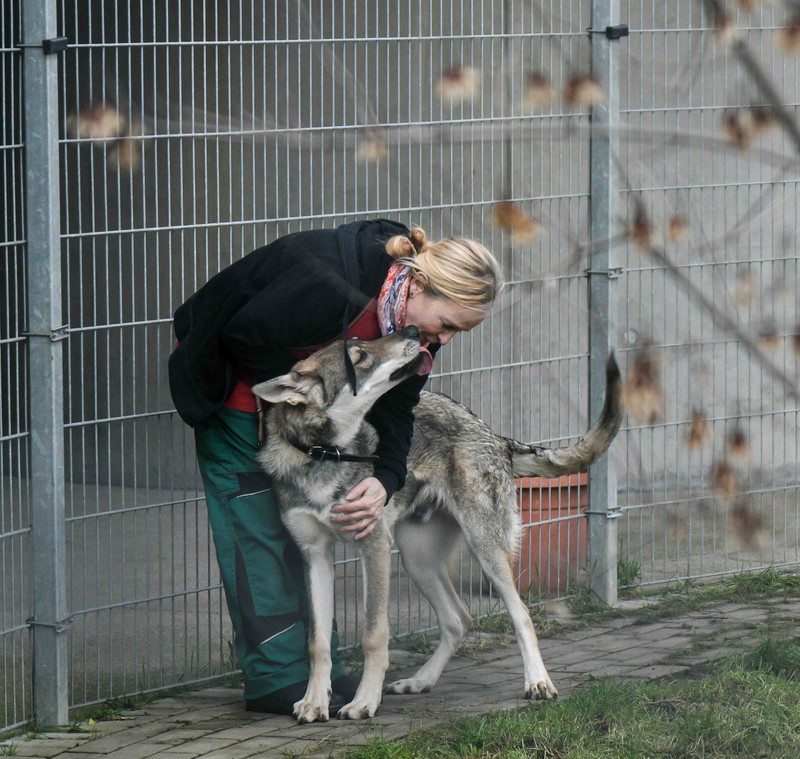 Es gibt genug Hunde, die ein Zuhause suchen, die nicht extra gezüchtet werden müssen.