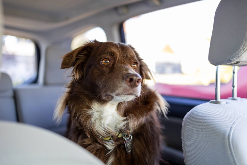 Nachdem alles abgeklärt ist und die Gebühr gezahlt wurde, kann der Hund meistens noch am gleichen Tag mitgenommen werden.