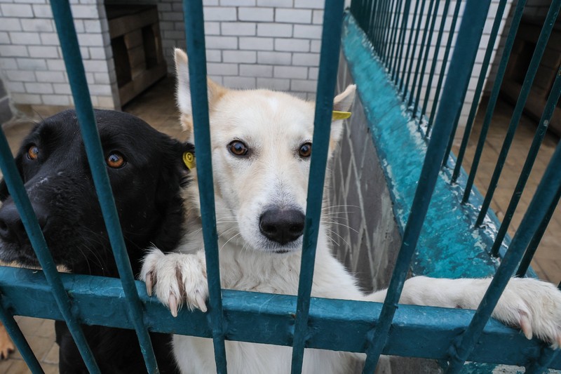 Wenn es unbedingt ein ganz bestimmter Rassehund sein muss, wirst du auch damit in Tierheimen fündig.