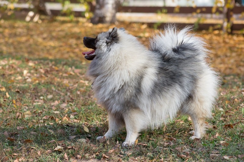 Auch wenn ein Wolfsspitz zum Bellen neigt – er ist ein perfekter Familienhund.