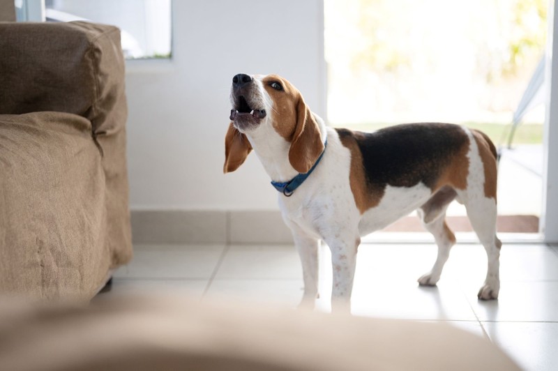 Beagle reagieren auf gewisse Eindrücke empfindlich.