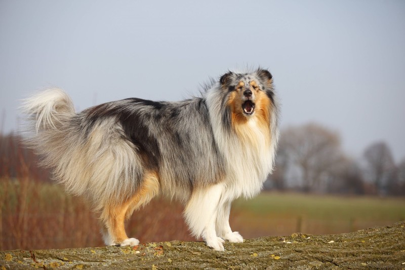 Der Collie mag zwar wunderschön sein, kann aber auch ganz schön bellen.