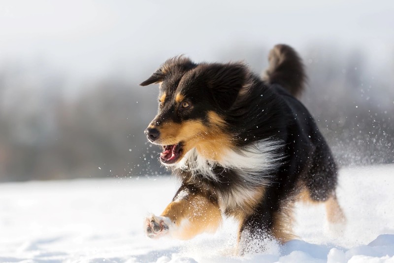 Durch ihr ausgeprägtes Temperament gehört der Australian Shepherd zu den Bellern.