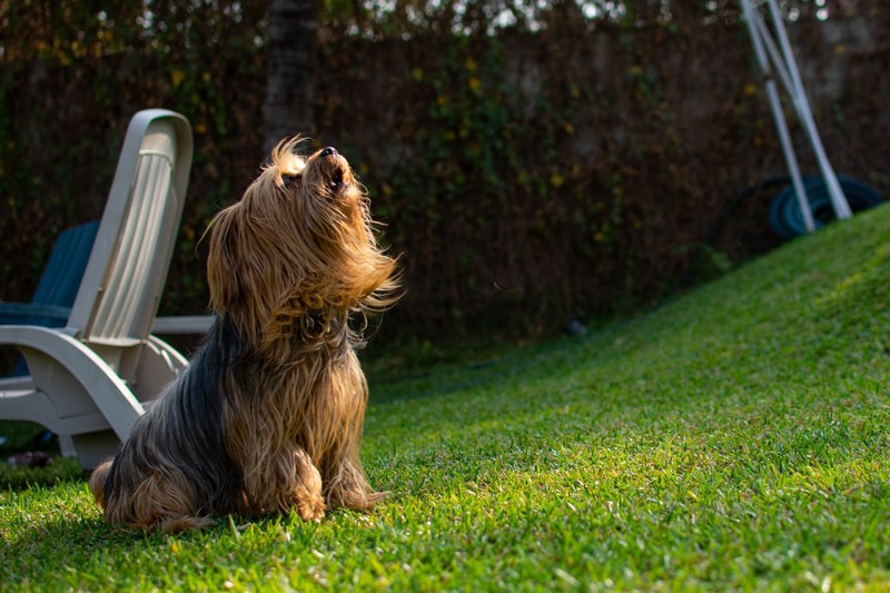 Ein Yorkshire Terrier hat einen ausgeprägten Beschützerinstinkt. 