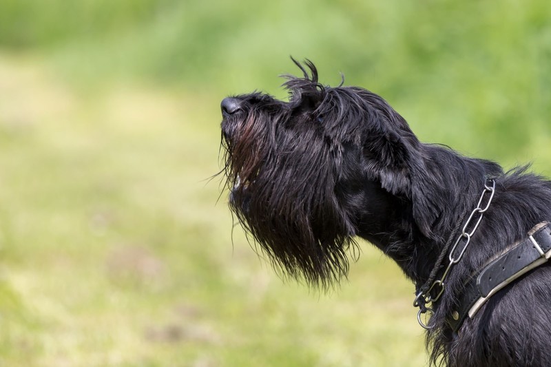 Mit einem Schnauzer wird nichts unbemerkt an dir vorbeigehen.