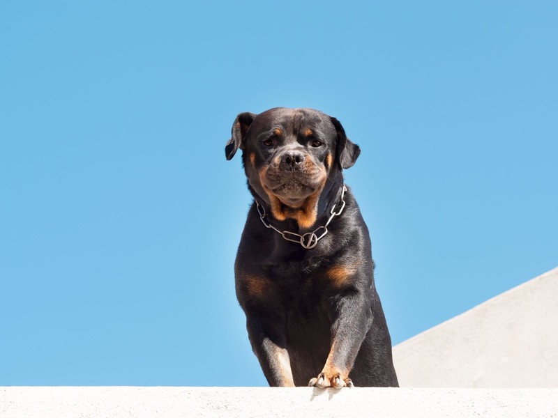 Rottweiler sind für ihre Loyalität bekannt.