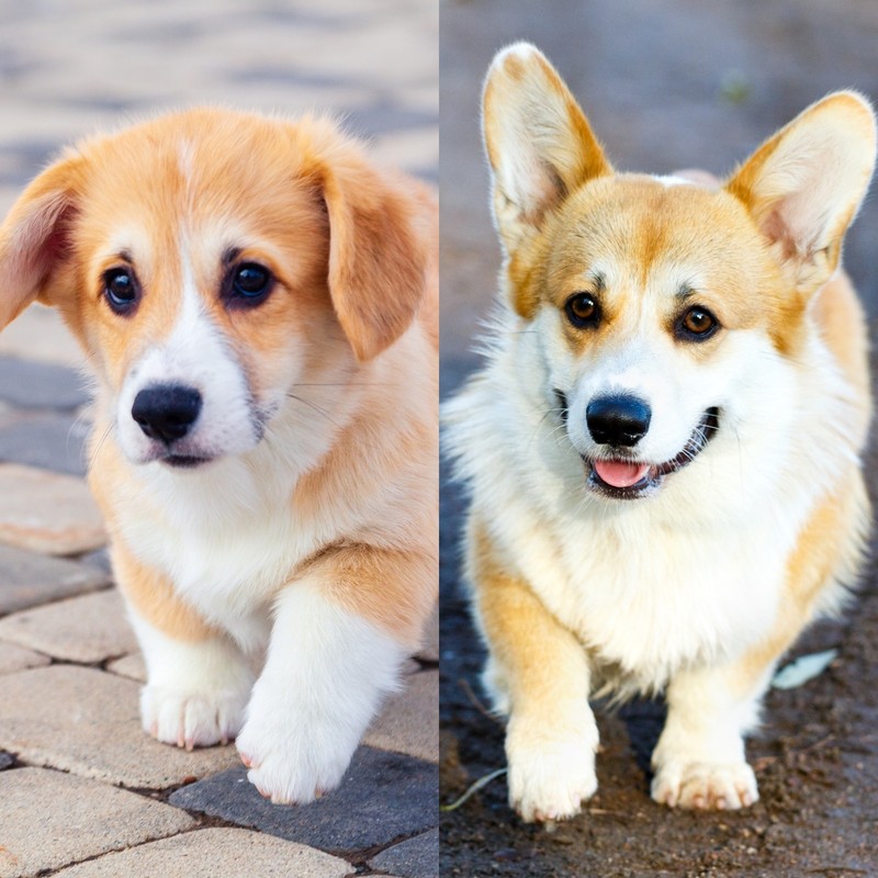 Corgie wirken durch ihre kurzen Beine immer wie Welpen.