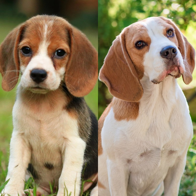 Der Beagle gehört zu den Hunderassen, die immer wie Welpen aussehen.