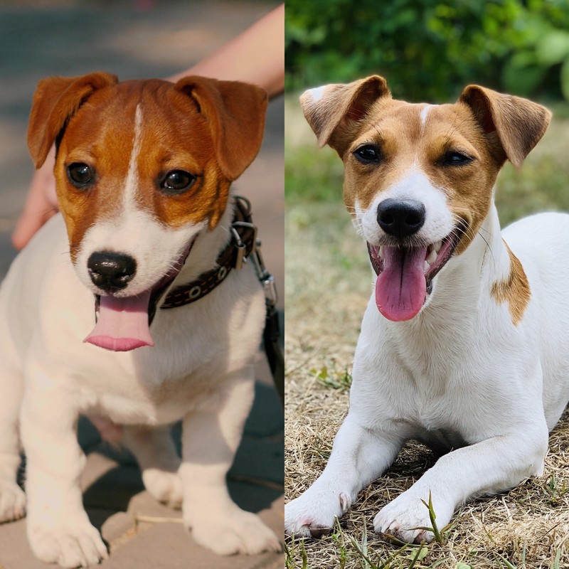 Jack Russell Terrier bleiben lange verspielt, deshalb wirken sie ausgewachsen wie Welpen.