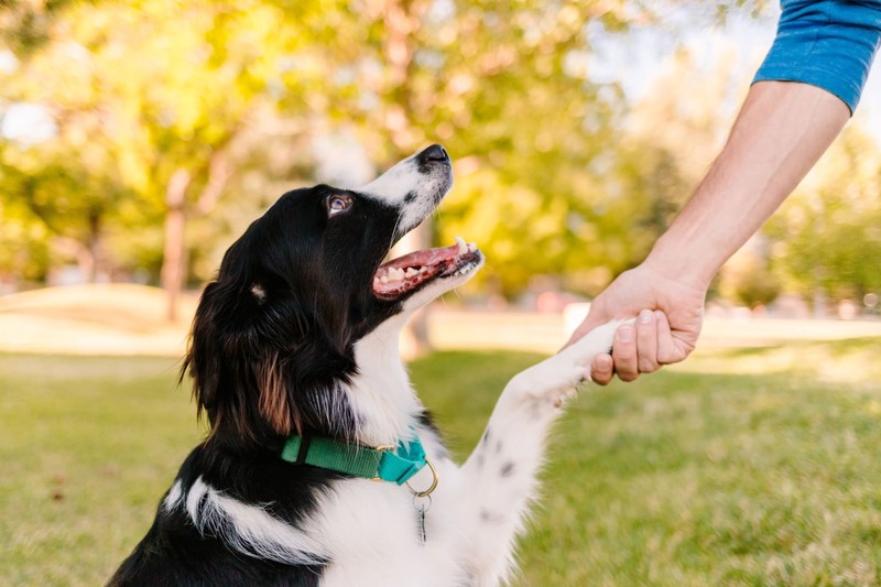 Border Collies brauchen neben Bewegung auch viel Liebe und Zuwendung.