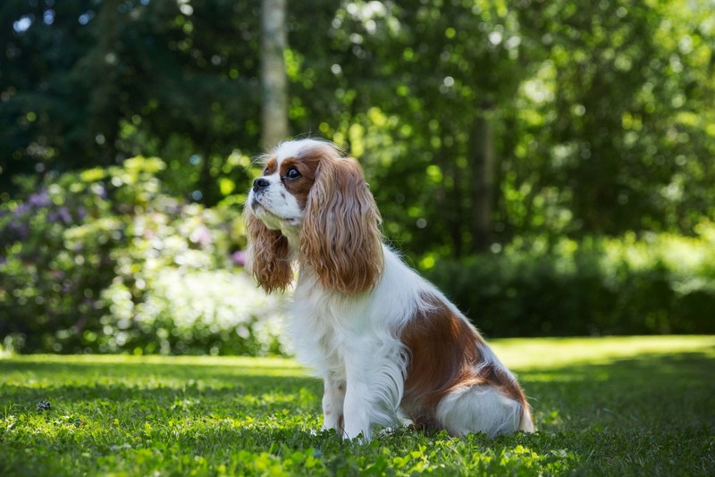 Cavalier King Charles Spaniel: Kostspielige Kuschelexperten, die ungern allein sind.