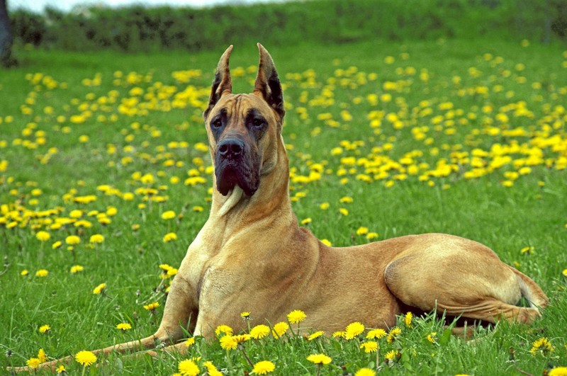 Die Deutsche Dogge vereint Schutzinstinkt mit Kuschelfreude.