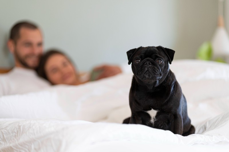 Es ist wichtig, dass man bei Hunden auch darauf achtet, ob die Rasse zu den Qualzuchten gehört