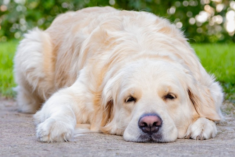 Goldies lieben Kuscheln mit allen Familienmitgliedern, inklusive anderer Haustiere.