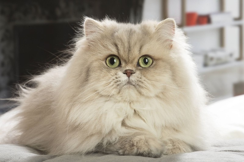 Perserkatzen chillen gerne und genießen ausgiebige Kraulstunden mit ihren Menschen.