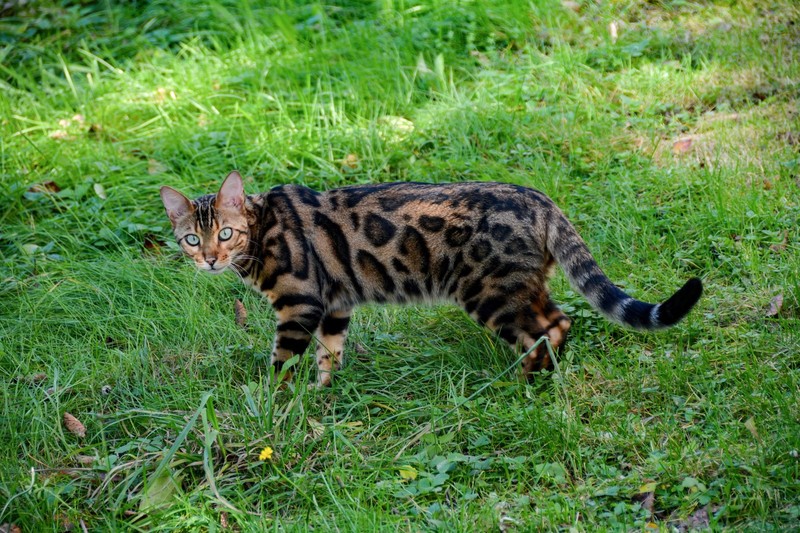 Wilde Optik, sanftes Herz: Bengalkatzen kuscheln gern mit ihren Menschen.