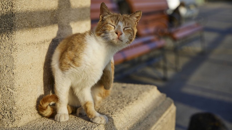 Der Name Charlie passt zu freundlichen und zutraulichen Katzen.