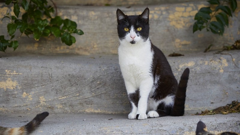 Der Name Felix erinnert vielleicht zuerst an die Katzenfutter-Marke.