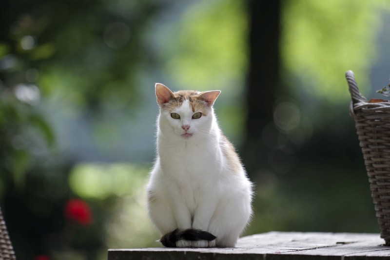 Der Name Loki passt du zu Katern mit verspielter Persönlichkeit.