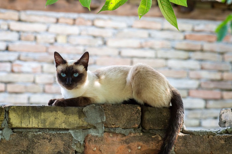 Der Name Luna wirkt sanft und elegant.