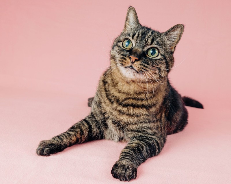 Ein toller Name für aufgeweckte und verschmuste Katzen.