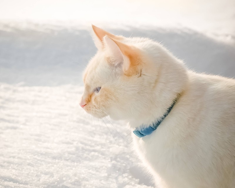 Hol deine Katze lieber rechtzeitig zurück ins Warme.