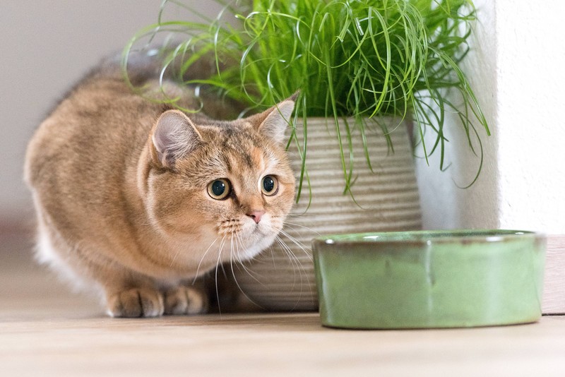 Katzen haben im Winter, wie viele Säugetiere einen höheren Energiebedarf.