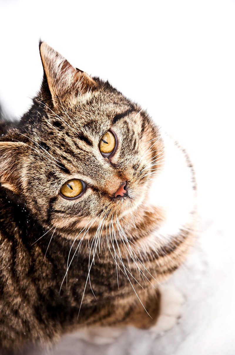 Katzen können sich im Winter erkälten.