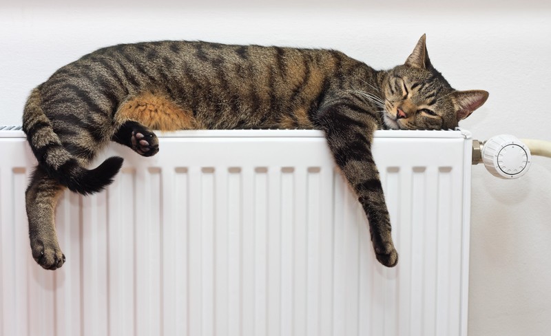 Katzen lieben im Winter die Heizung.