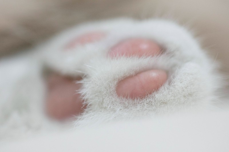 Streusalz kann die Pfoten von Katzen verletzen.