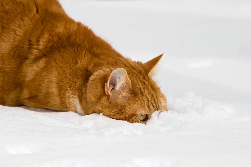 Was muss man bei Katzen im Winter beachten?