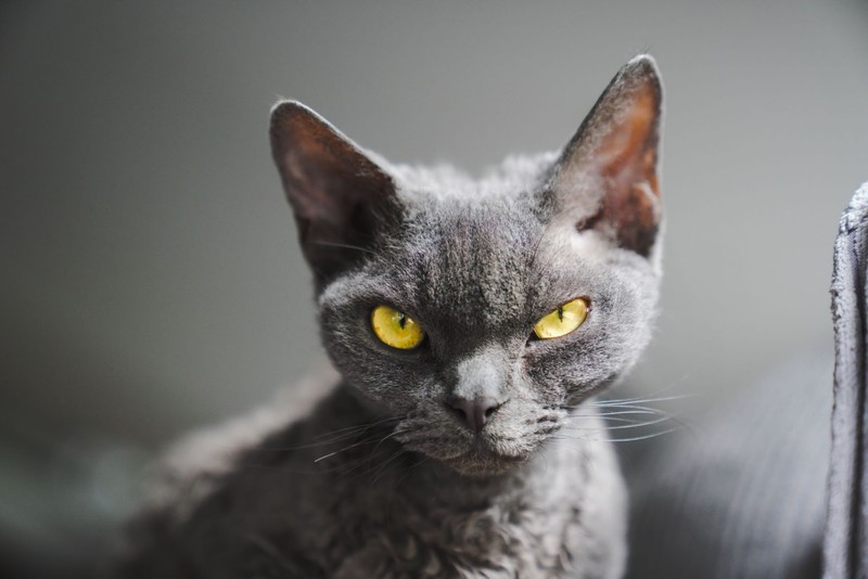 Devon-Rex-Katzen sind für ihr koboldartiges Aussehen bekannt.