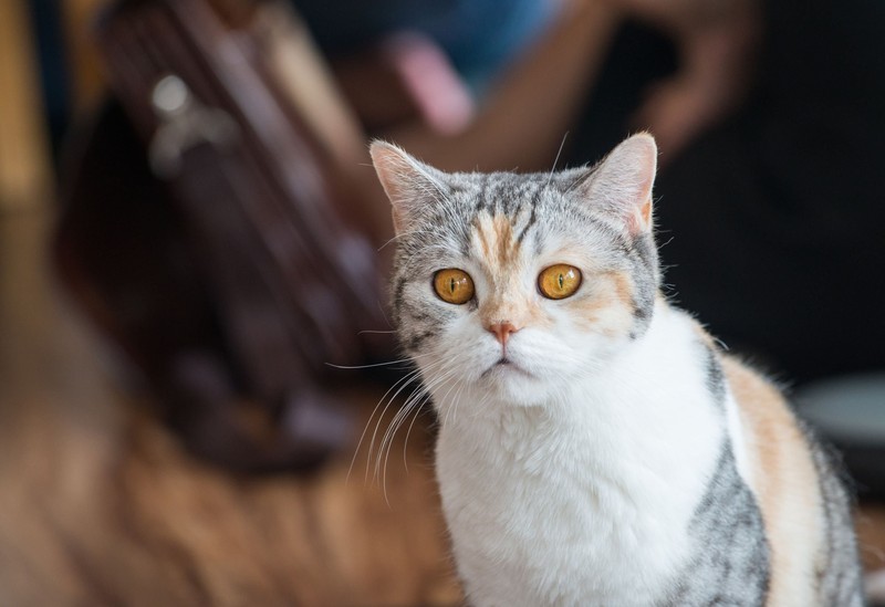 Die American Wirehair ist in Deutschland eher unbekannt.