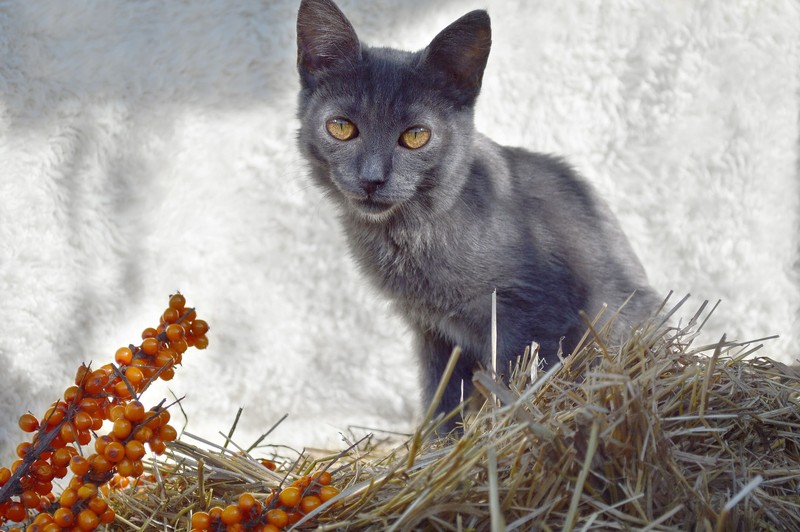 Die thailändische Korat wird auch „Maeo Dok-Lao“ genannt, was „Katze von der Farbe der Wolken vor einem Regenschauer“ bedeutet.