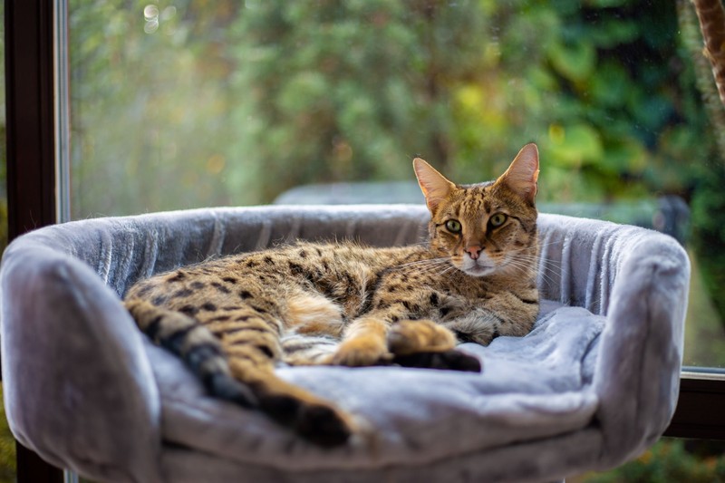 Savannah-Katzen wurden nach dem Lebensraum des Servals benannt.